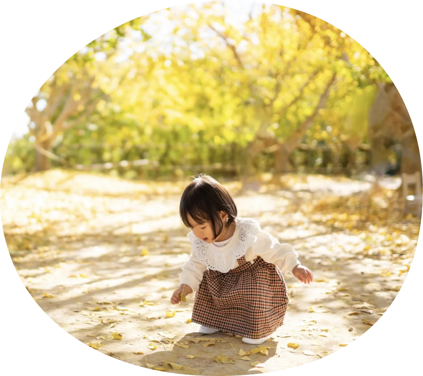 紅葉している落ち葉を拾う子どもの写真